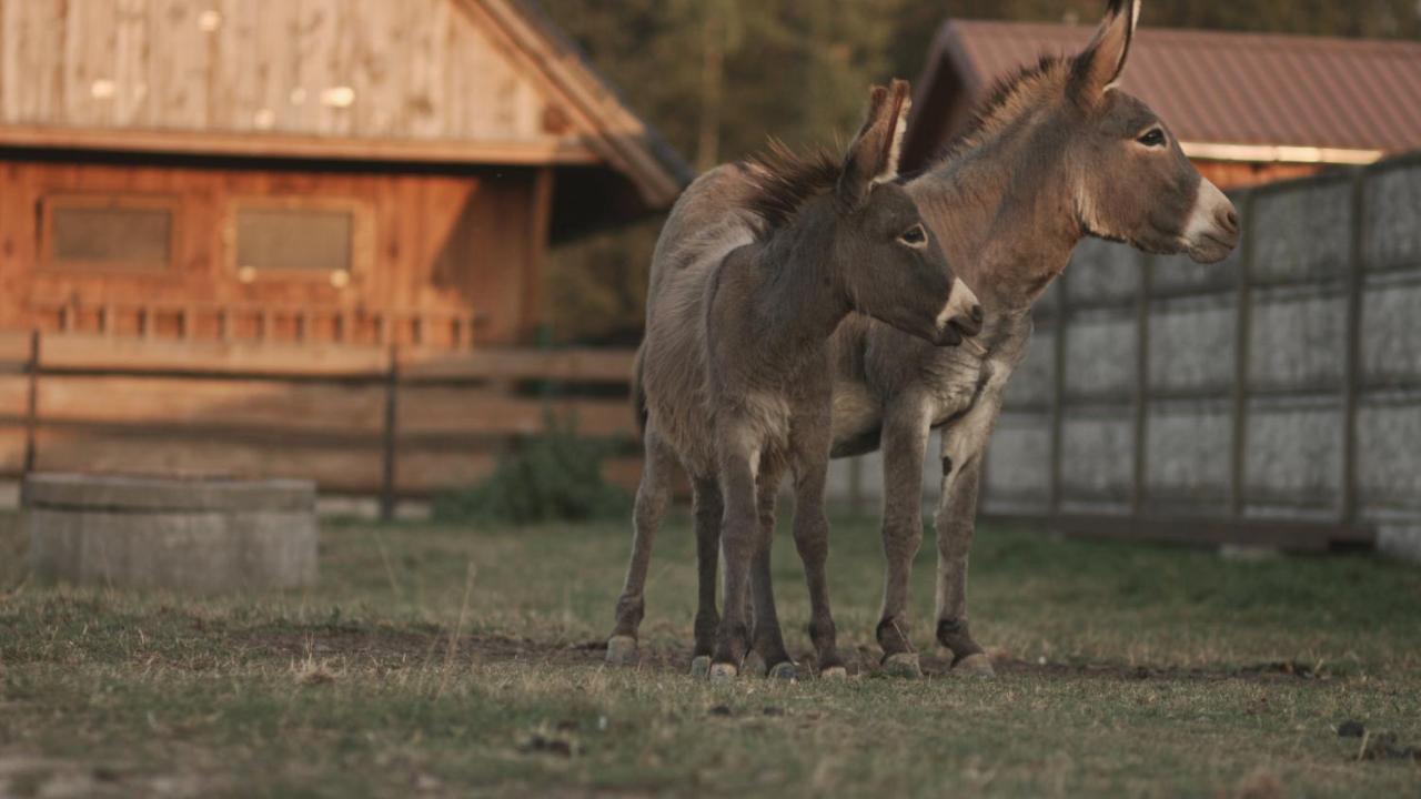 Tatarska Zagroda - Agroturystyka Dolina Baryczy Noclegi - Domek Danielek Krosnice Esterno foto